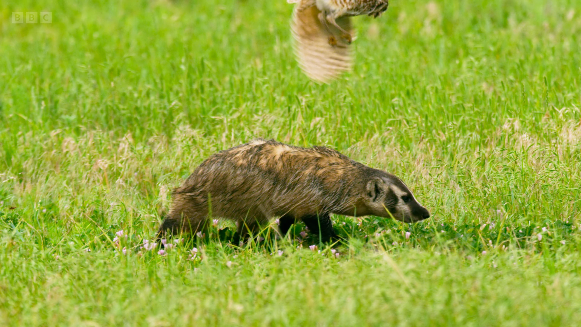 American badger (Taxidea taxus taxus) as shown in Seven Worlds, One Planet - North America